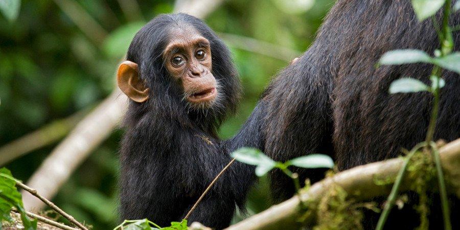 Gli scimpanzè di Kibale