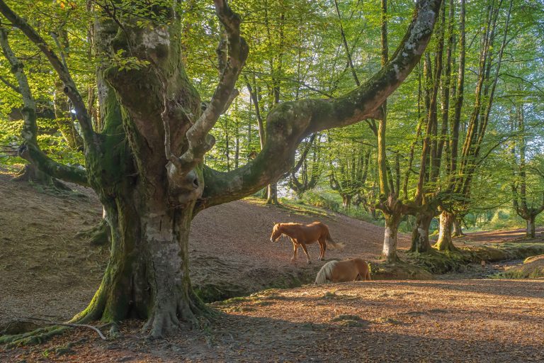 La natura selvaggia del bosco di Canfaito